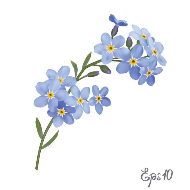 forget me not clipart