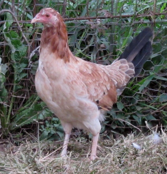 lacy roundhead hen