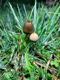 psilocybe semilanceata sweden