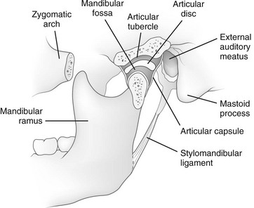 mandible anatomy radiology