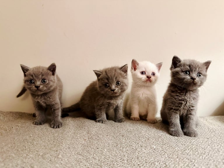 british shorthair gumtree