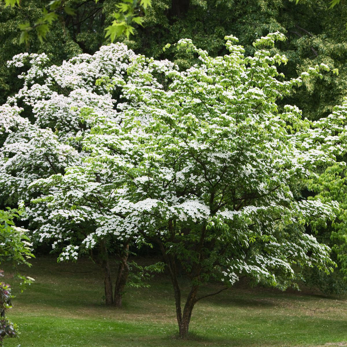 chinese kousa dogwood tree