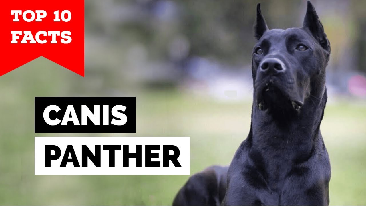 canis panther