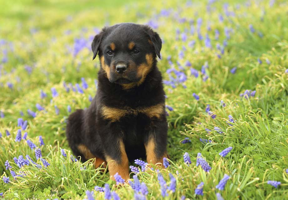 rottweiler puppies for sale near me