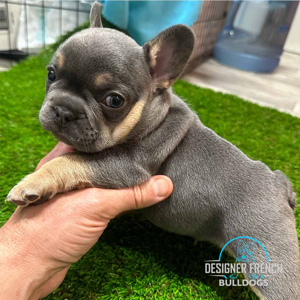 puppies for sale french bulldog