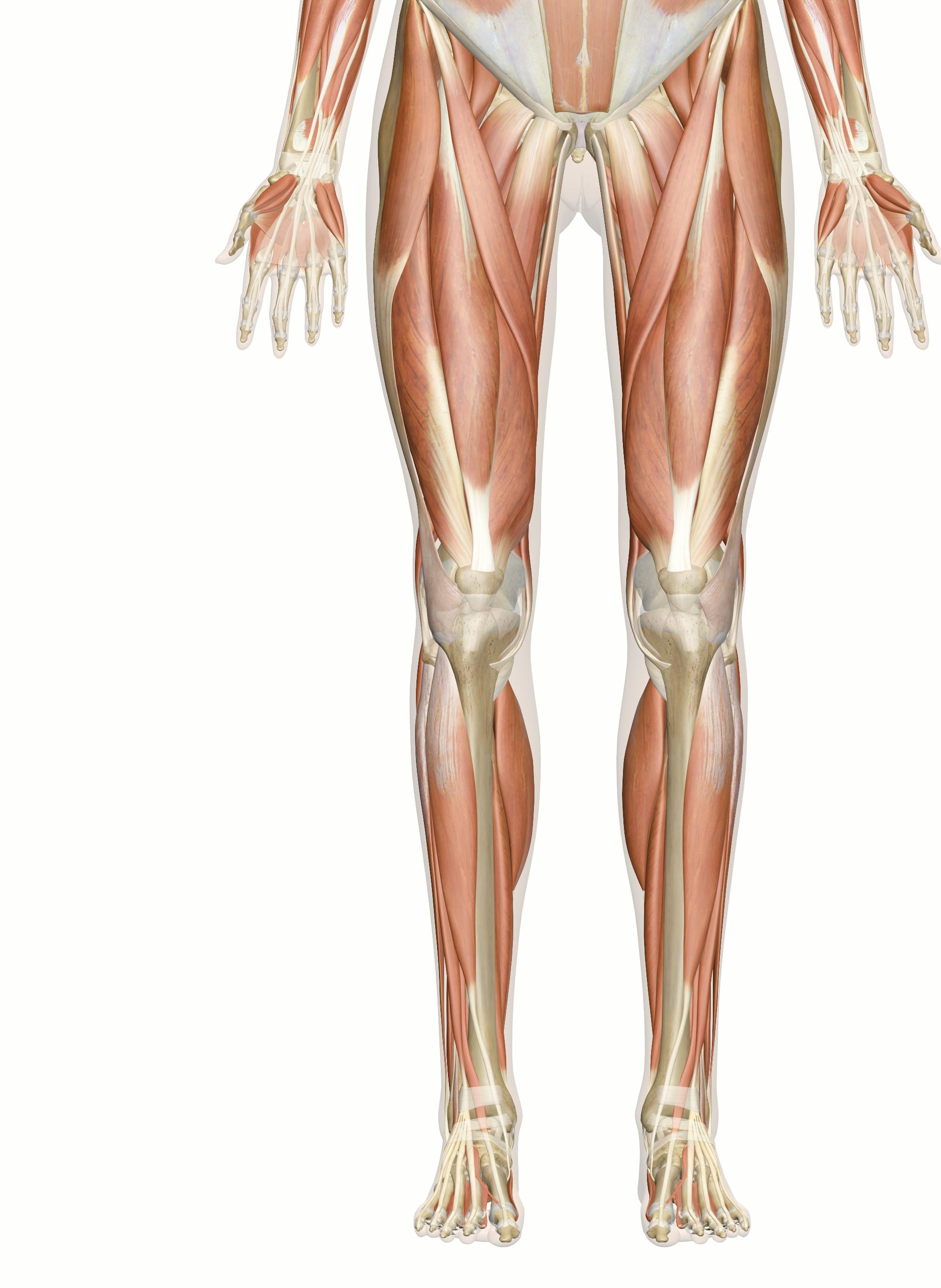 legs anatomy