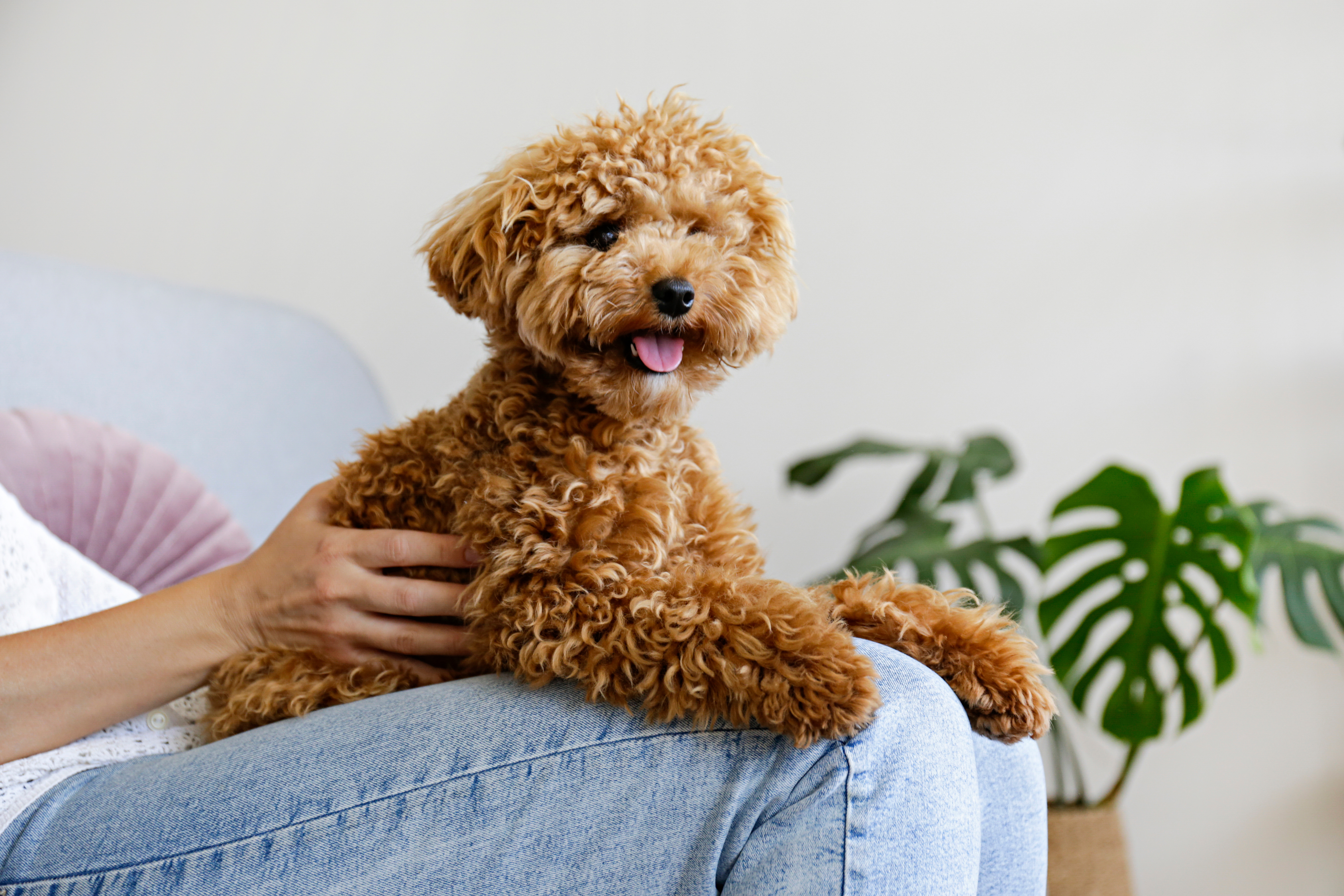 toy poodles for sale near me