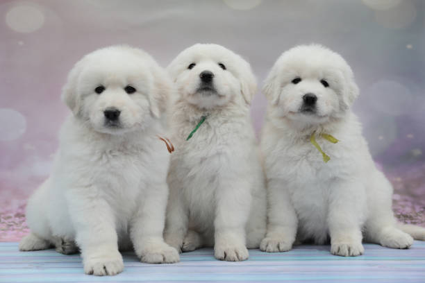 great pyrenees puppy images