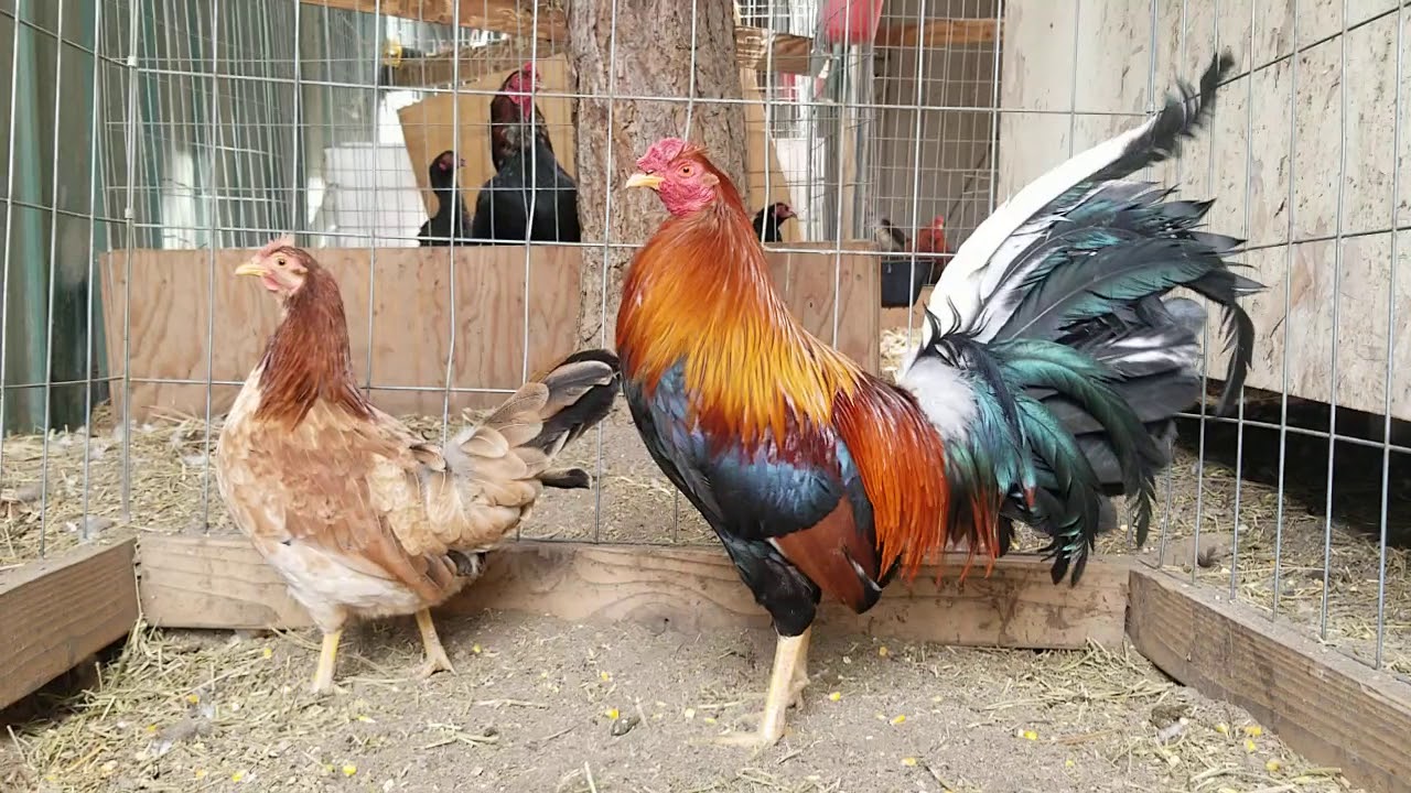 kearney whitehackle gamefowl