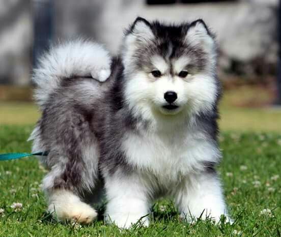 wooly malamute