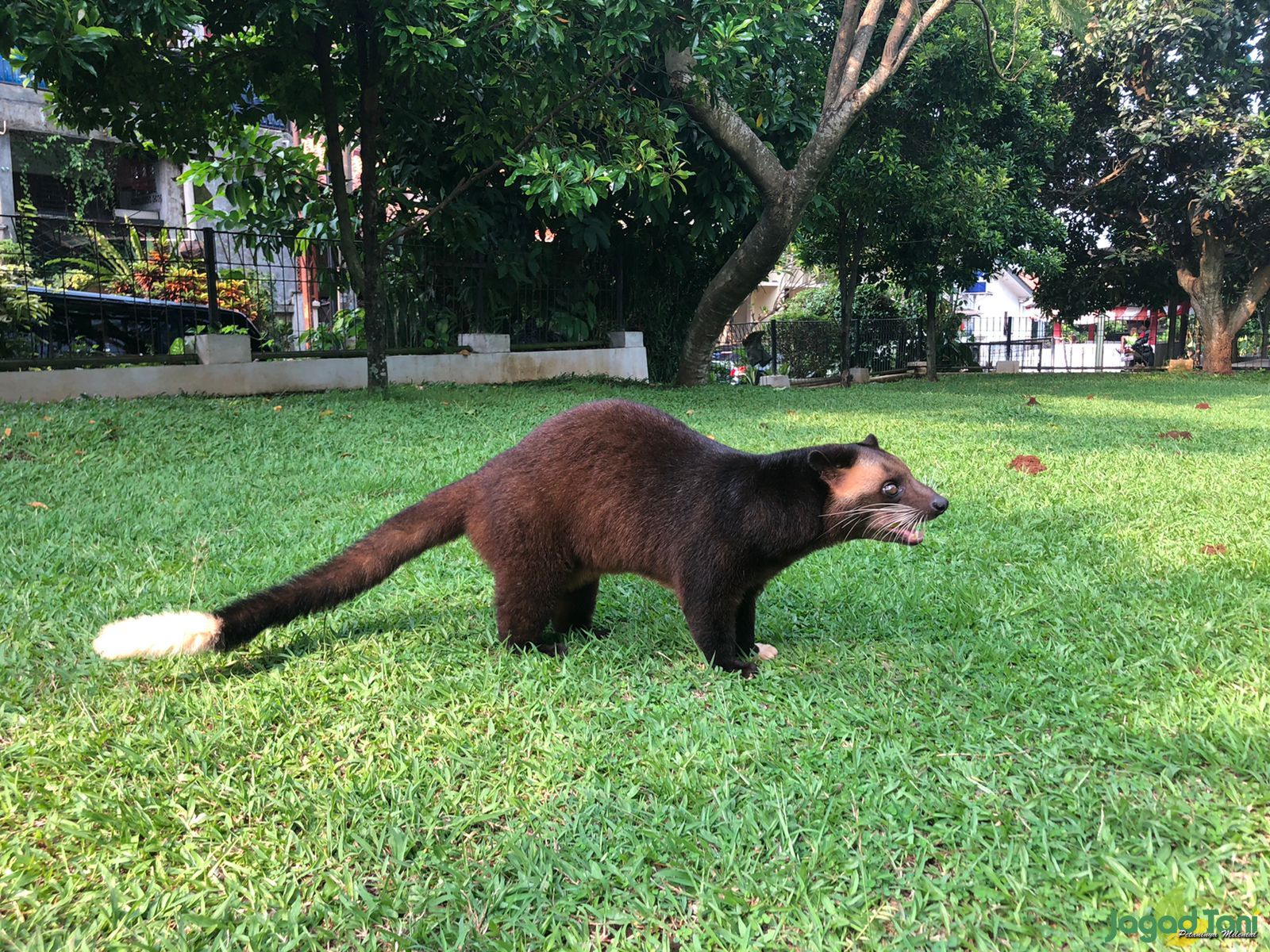 musang bulan