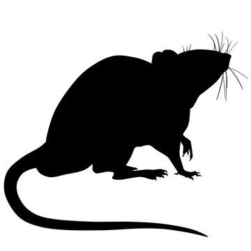 silhouette of rat