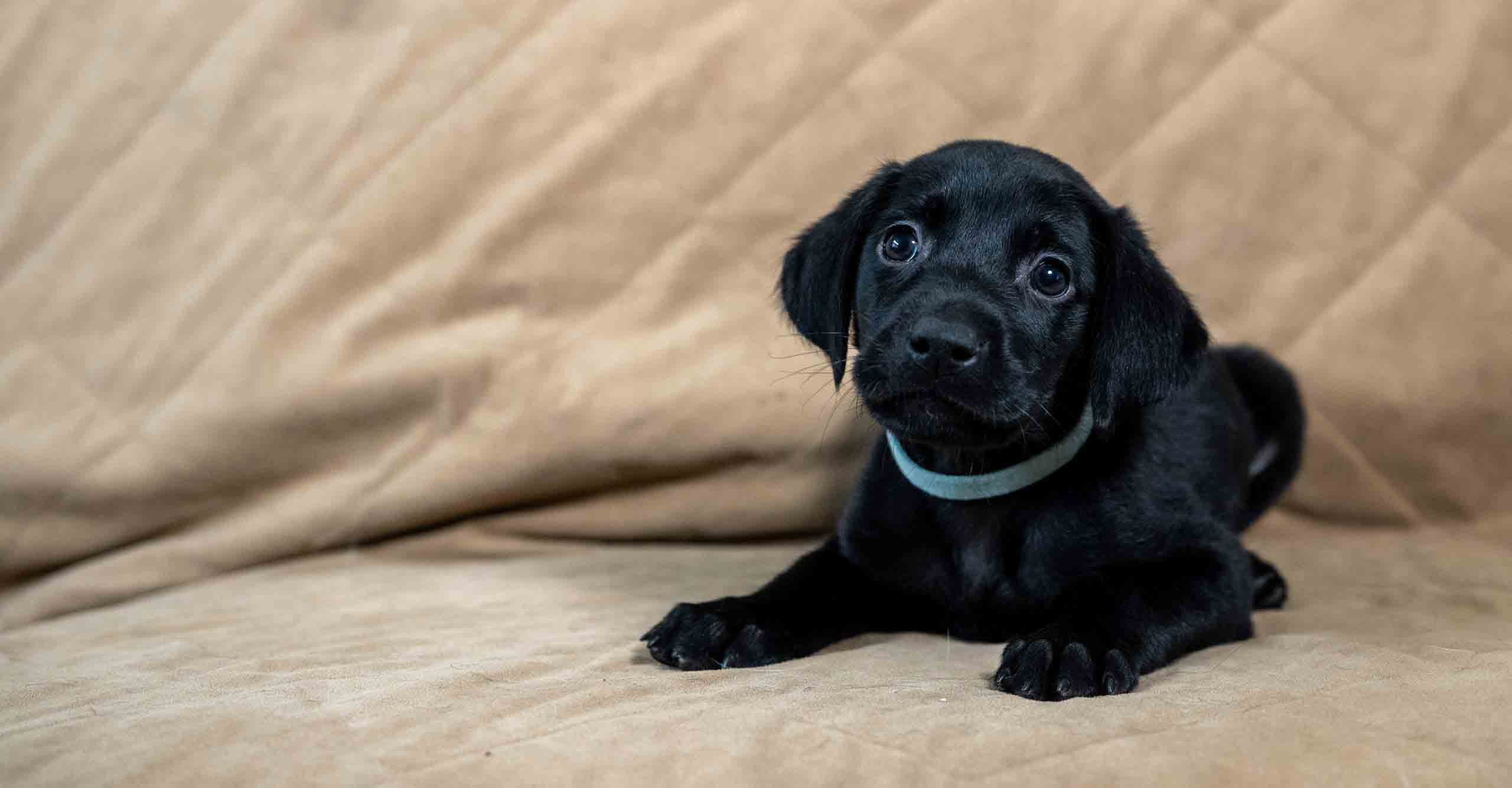 black lab puppies for sale