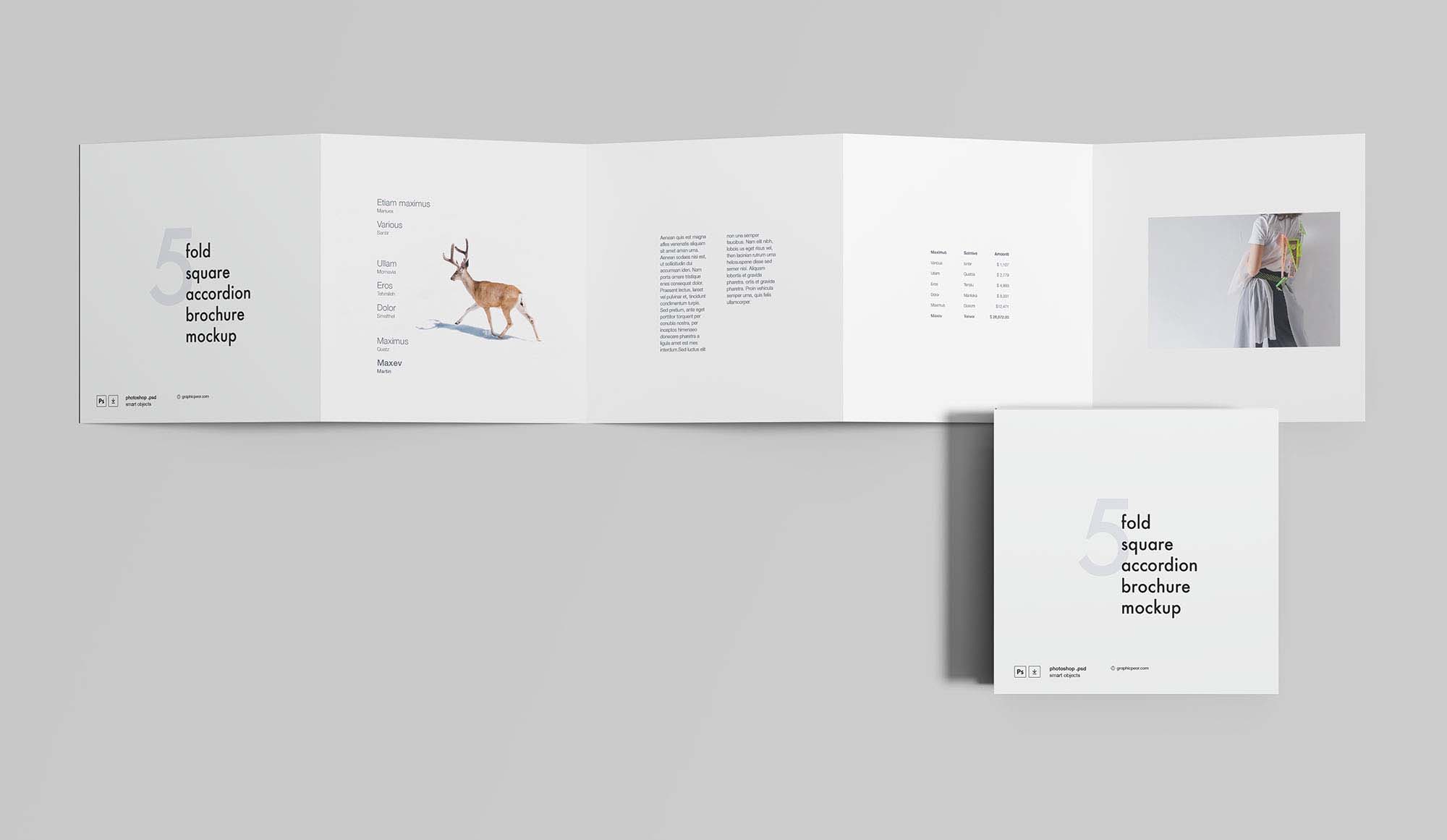 5 panel brochure template