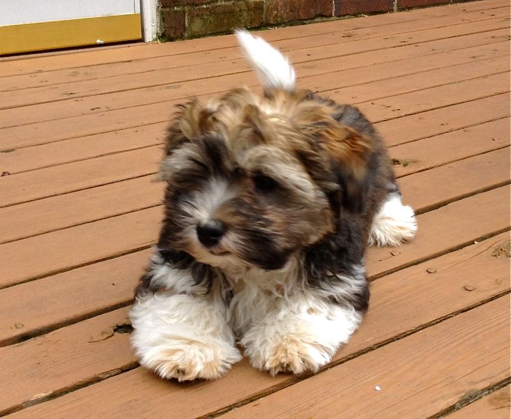 havanese fully grown