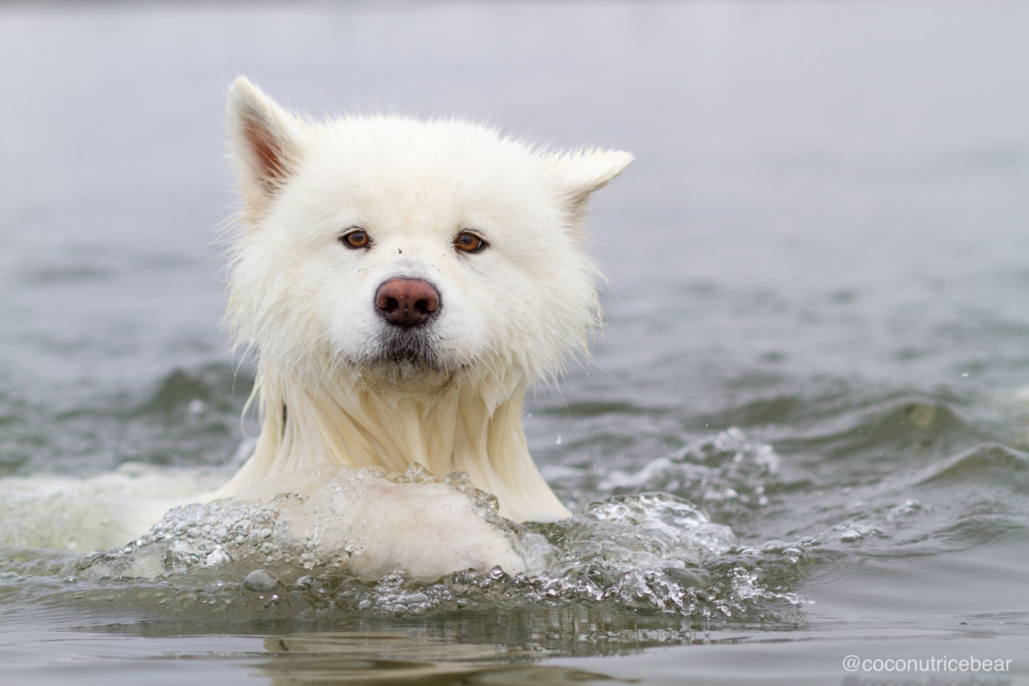 coconut rice bear dog breed