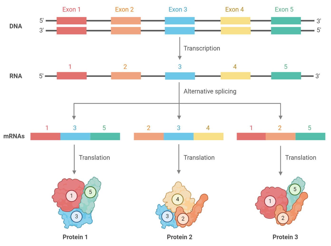 alternative splicing