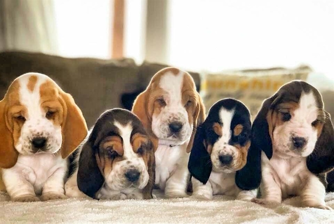 basset hound puppies near me