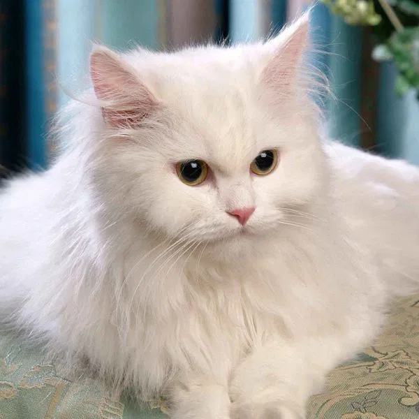 persian cat price