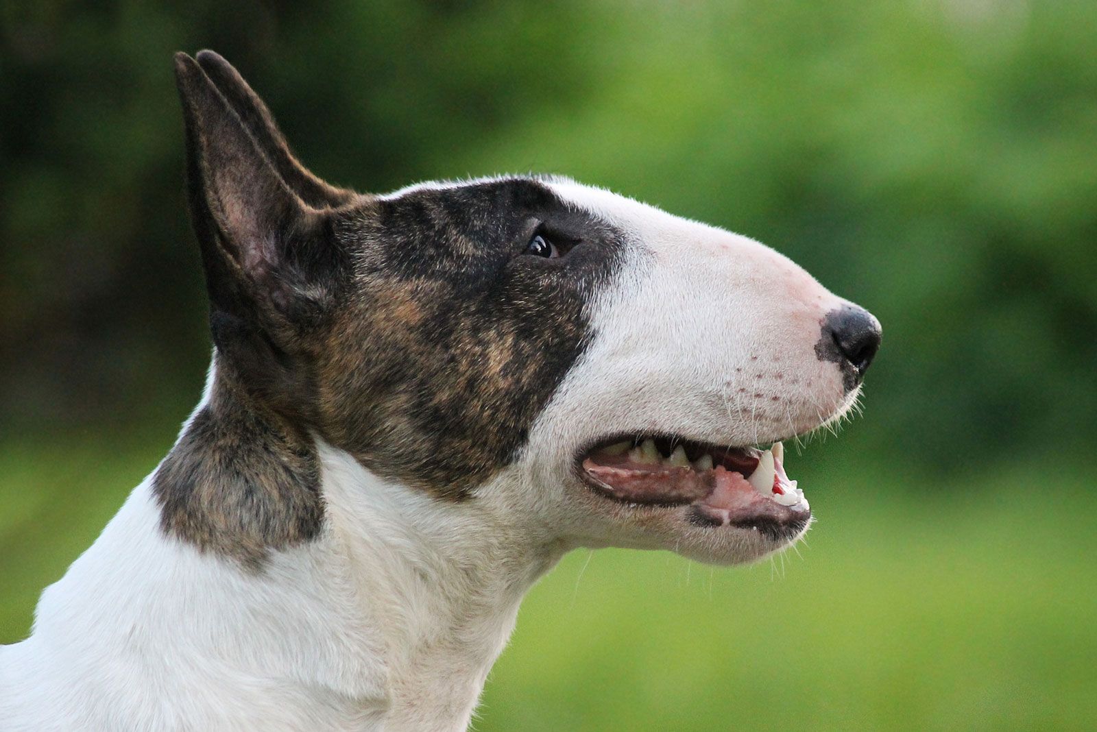 pics of bull terrier dogs