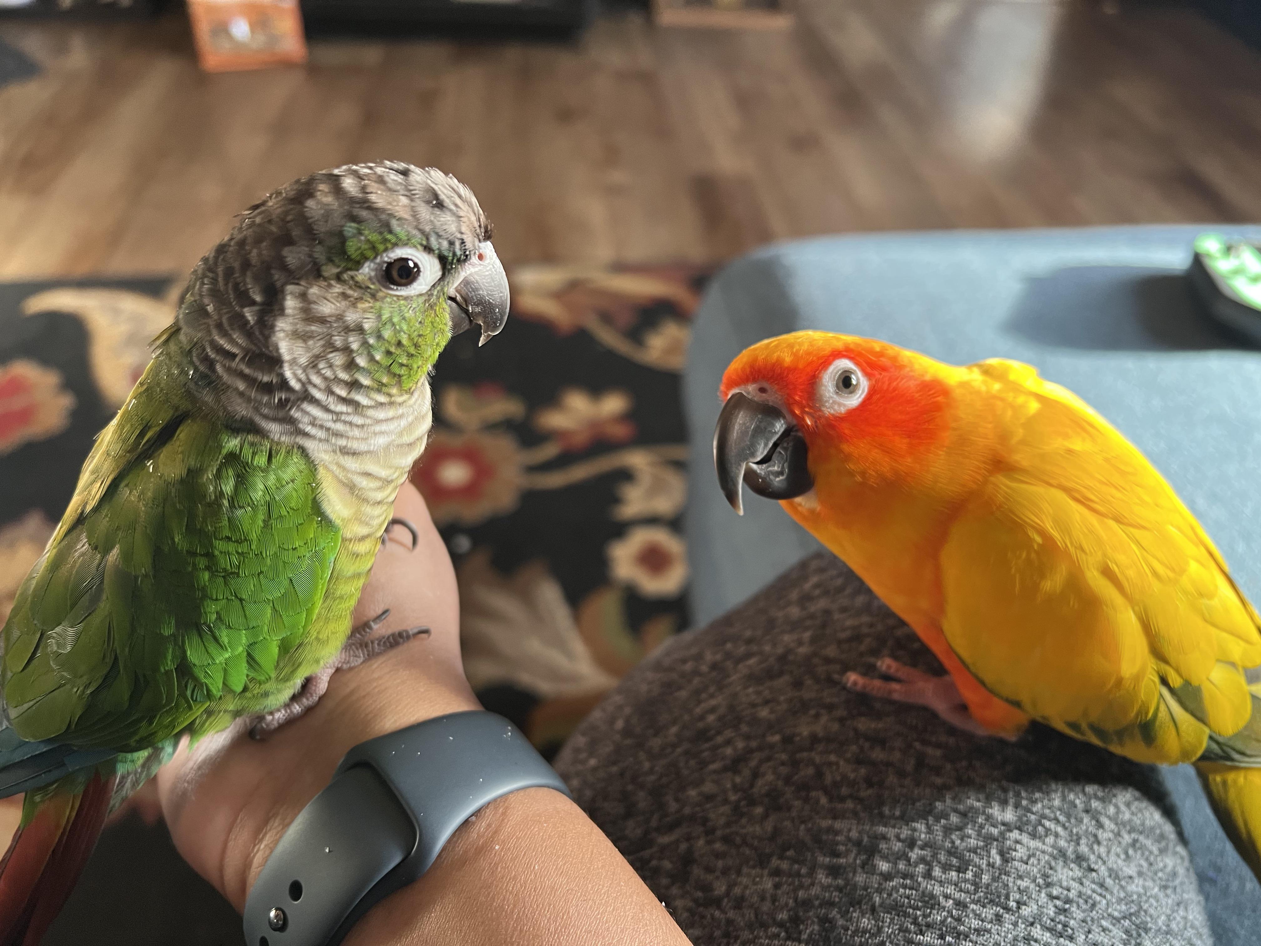 sun conure vs green cheek conure