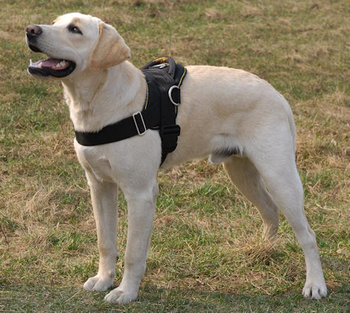 dog harness for labs