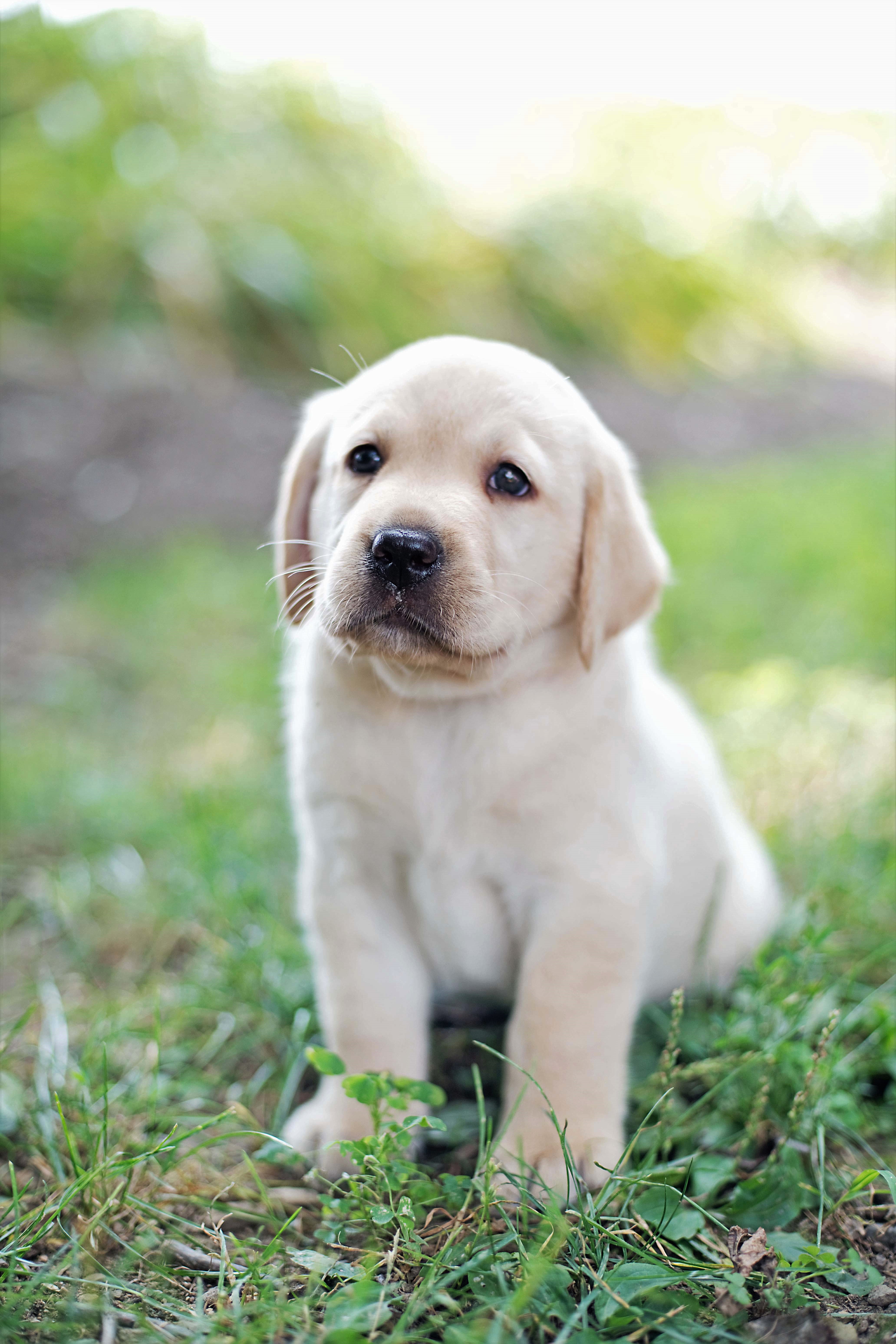 lab retriever cross puppies for sale