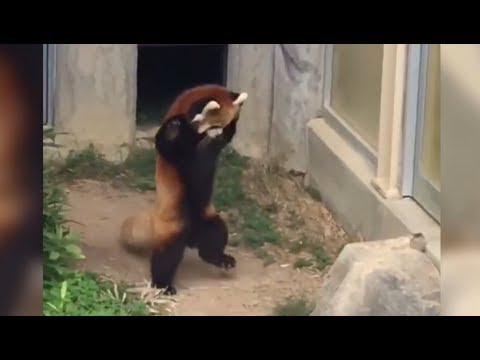 red panda trying to be scary