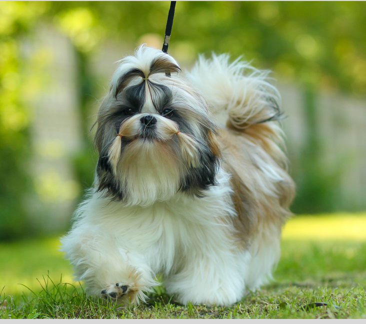 shih tzu breeders alberta