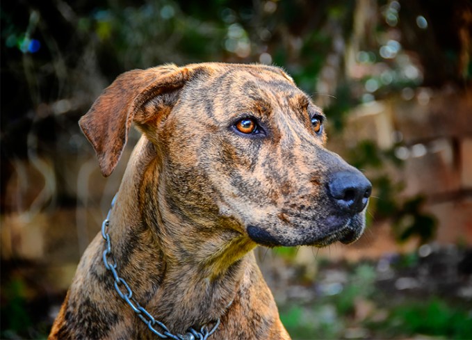 brindle dog types