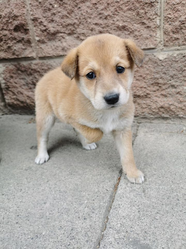 perros pequeños y bonitos en adopcion