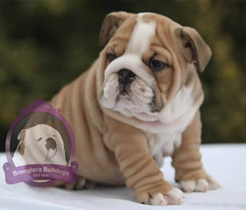 british bulldog puppies for sale