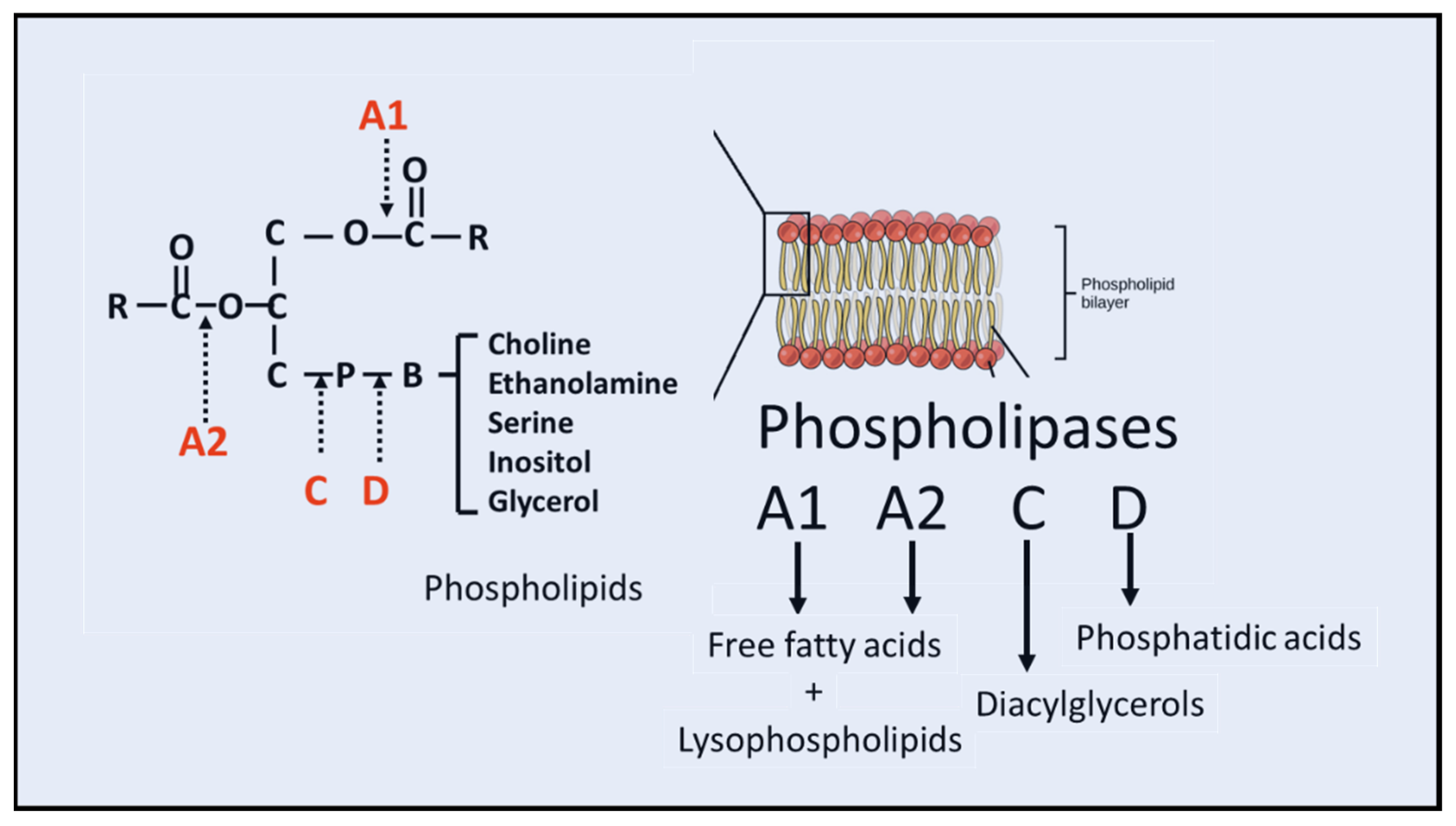 phospholipase a2