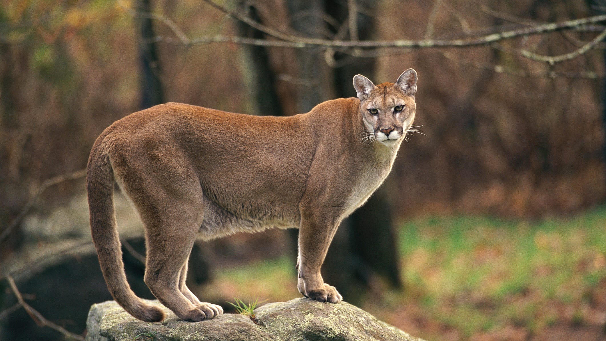 mountain lion new york