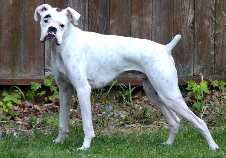 boxer blanco albino