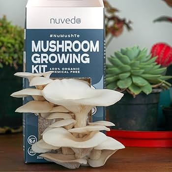 mushroom growing kit india