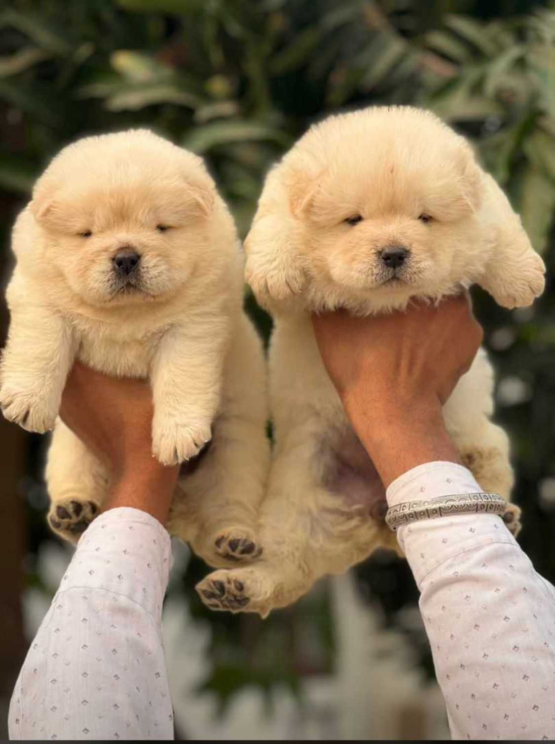 chow chow baby price in india