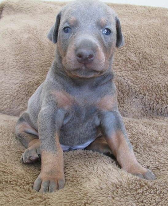 blue doberman dog