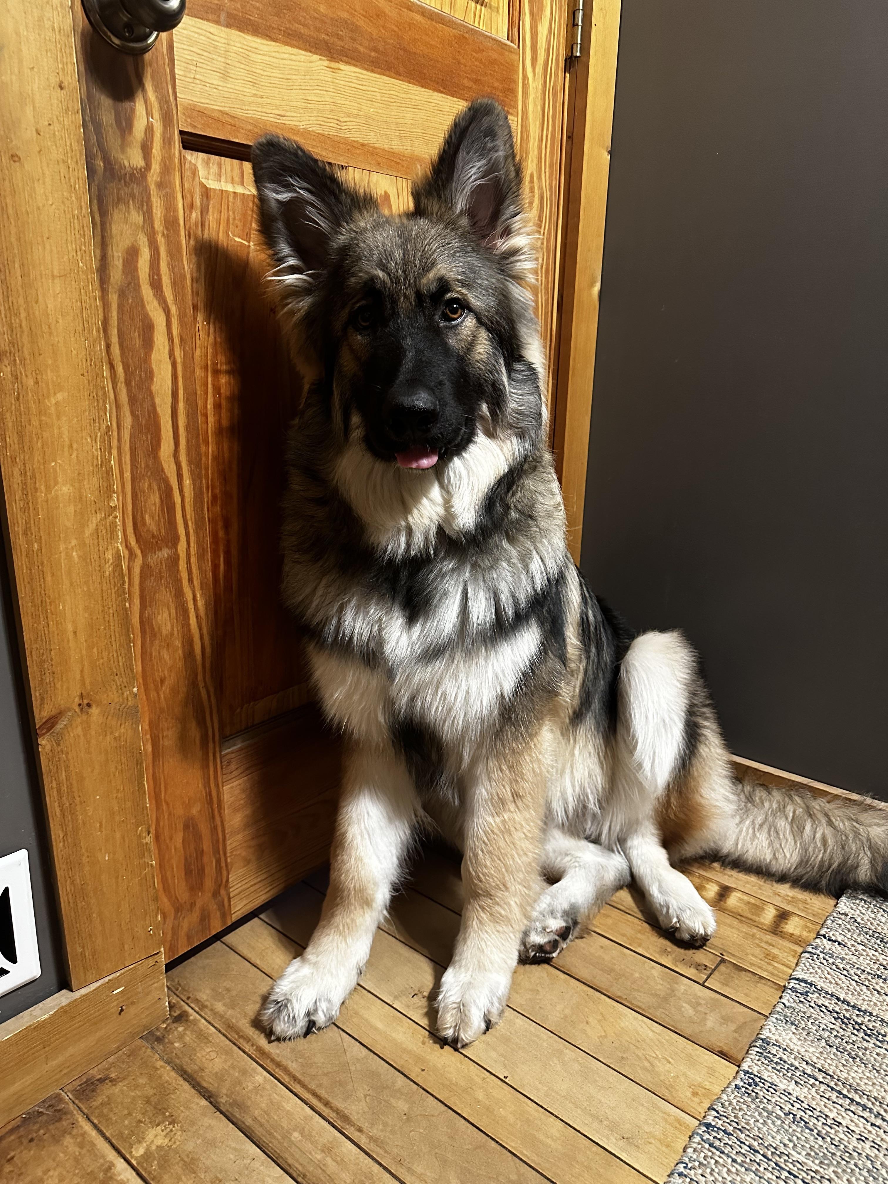 german shepherd cross malamute