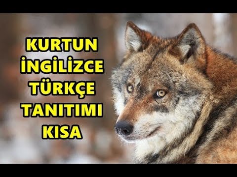 kurt ingilizcesi nedir