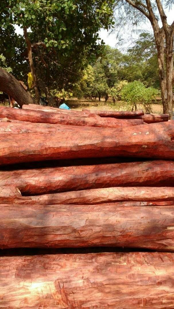 red sandalwood price per kg 2021 in india