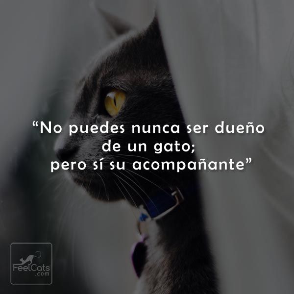 gatos graciosos con frases