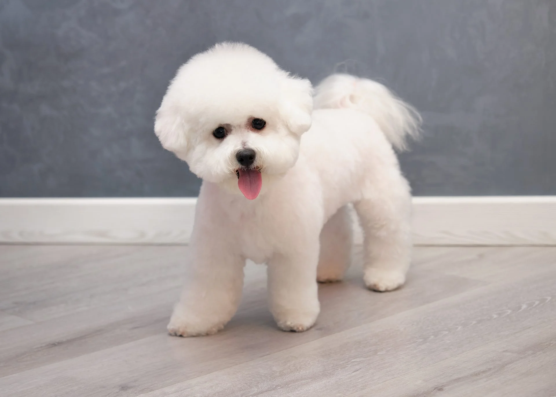 pics of bichon frise