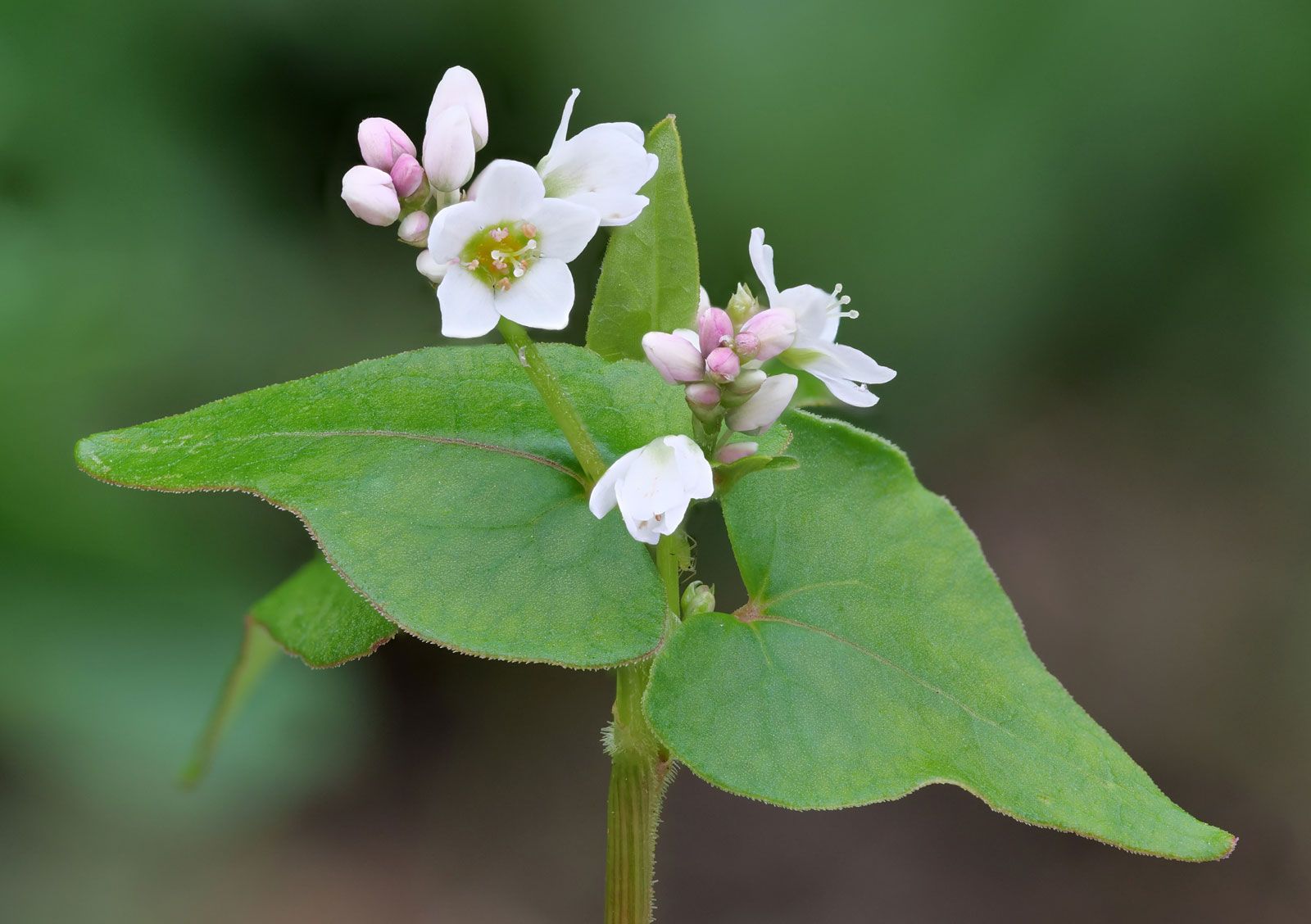 buckwheat plant pictures