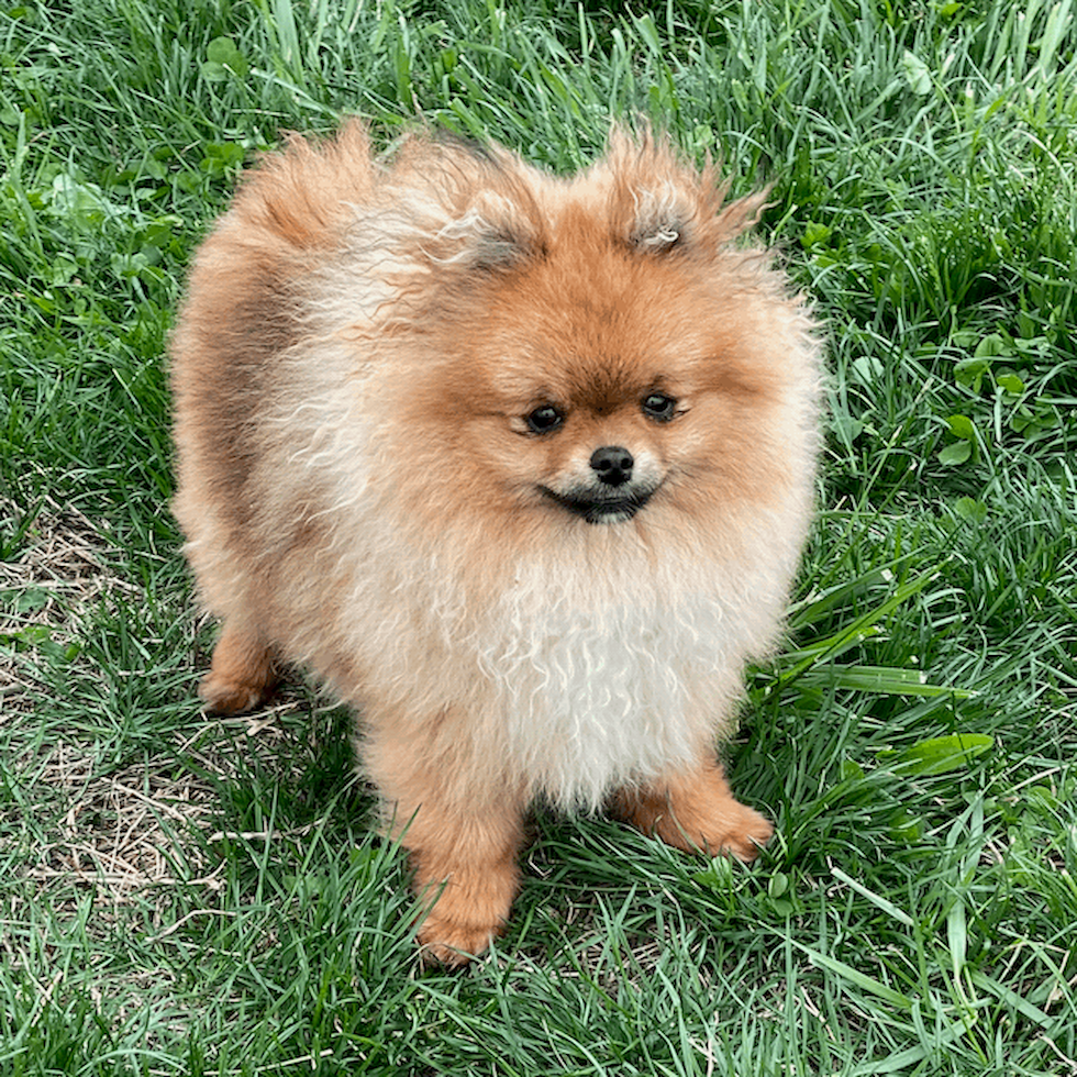 pomeranians for sale in sc