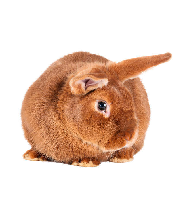 new zealand rabbits for sale