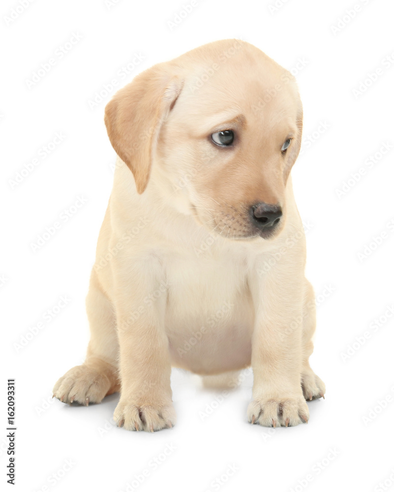 cute labrador puppies