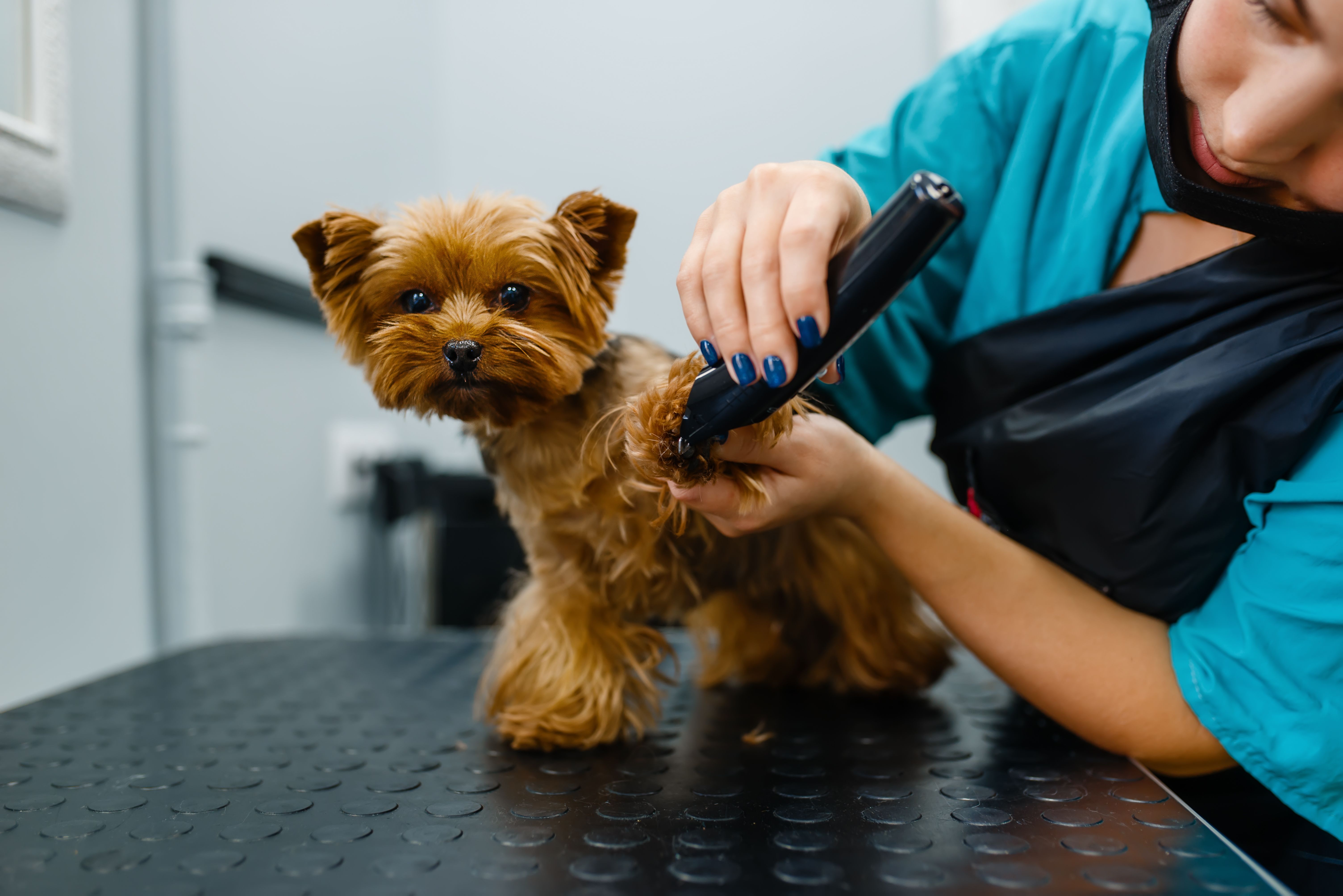 dog groom near me