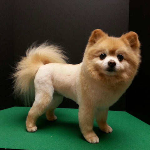 pomeranian cut