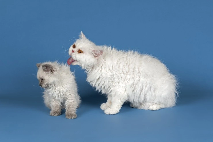 selkirk rex cats for sale